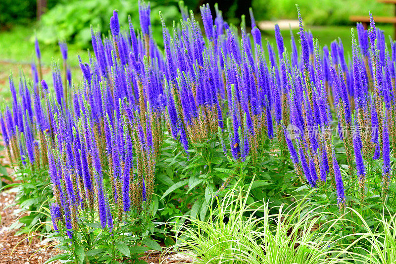 尖刺Speedwell / Veronica spicata“皇家蜡烛”